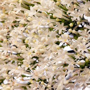 Trachelium Corine White