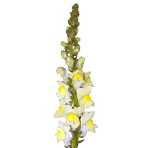 Antirrhinum Orleans III Early Yellow