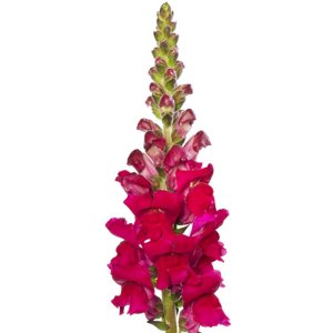 Antirrhinum Orleans IV Lilac