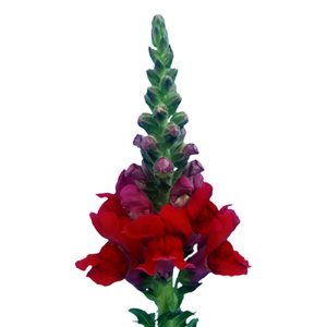 Antirrhinum Orleans IV Red