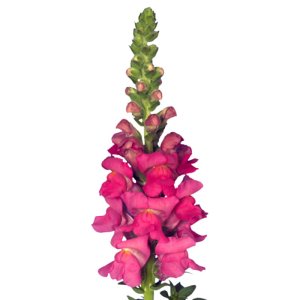 Antirrhinum Orleans IV Rose