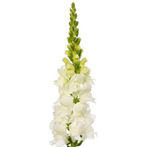 Antirrhinum Orleans IV White Improved