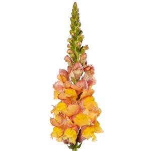 Antirrhinum Orleans IV White