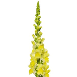 Antirrhinum Orleans IV Yellow