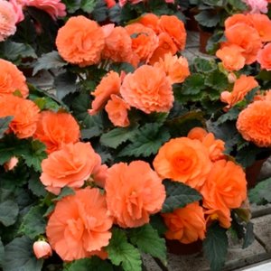 Begonia MagicFlower Light Orange