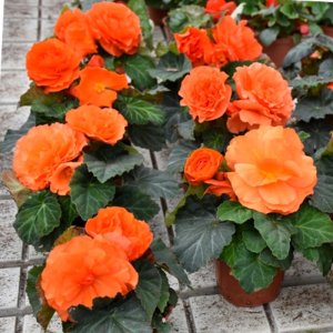 Begonia MagicFlower Orange #2