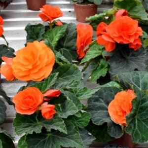 Begonia MagicFlower Orange