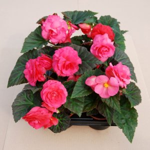 Begonia MagicFlower Rose