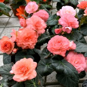 Begonia MagicFlower Salmon Rose