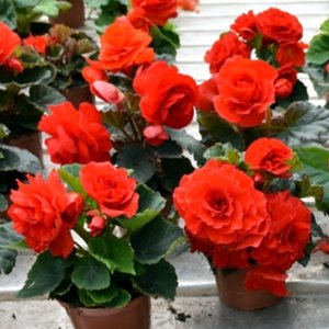 Begonia MagicFlower Scarlet