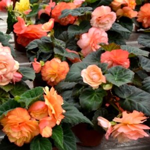 Begonia MagicFlower Sorbet