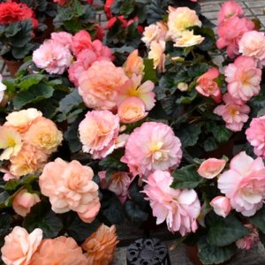 Begonia MagicFlower Sunrise