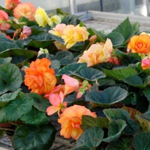 Begonia MagicFlower Sunset