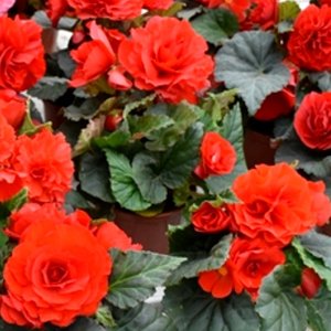 Begonia MagicFlower Velvet Red