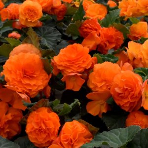 Begonia MagicFlower Bright Orange