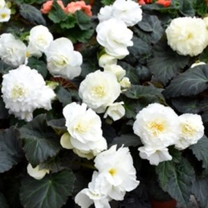 Begonia MagicFlower White