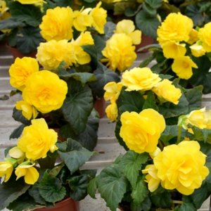 Begonia MagicFlower Yellow