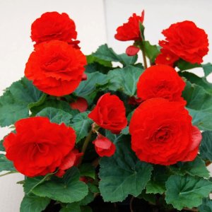 Begonia MagicFlower Brilliant Red