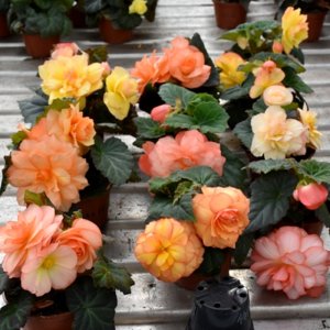 Begonia MagicFlower Citrus