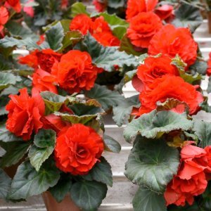 Begonia MagicFlower Dark Red Compact