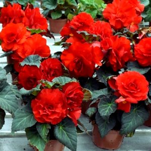 Begonia MagicFlower Dark Red