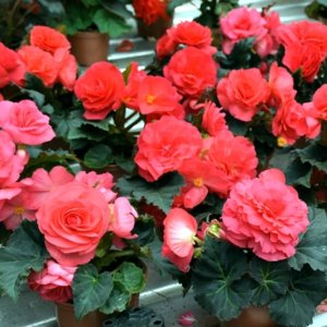 Begonia MagicFlower Dark Rose