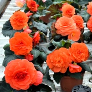 Begonia MagicFlower Espresso Orange