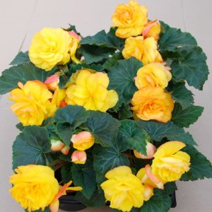 Begonia MagicFlower Flame