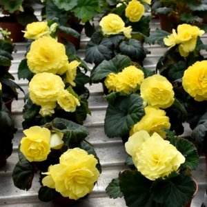 Begonia MagicFlower Lemon