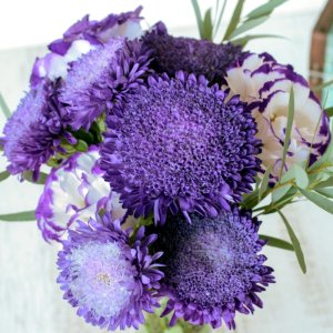 Callistephus Azumi XL Blue