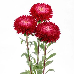 Callistephus Azumi XL Red