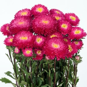 Callistephus Azumi XL Rose