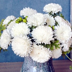 Callistephus Azumi XL White