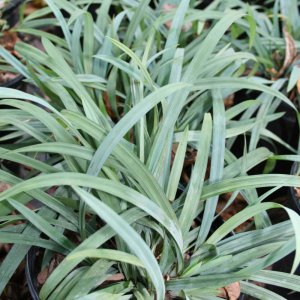 Carex laxiculmis Bunny Blue