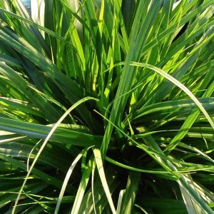 Carex oshimensis Everdi