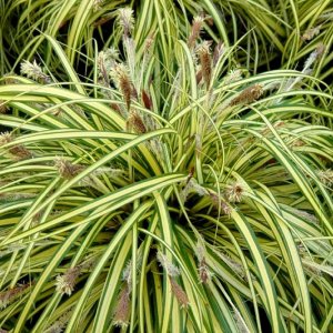 Carex oshimensis Evergold