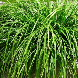 Carex oshimensis Evergreen