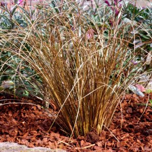 Carex comans Bronze Form