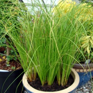 Carex testacea Lime Shine