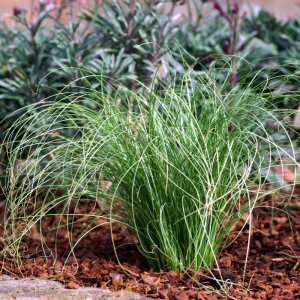 Carex comans Frosted Curls