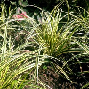 Carex morrowii Vanilla Ice