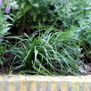 Carex oshimensis Evergreen