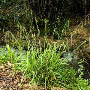 Carex pendula