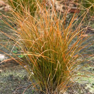 Carex testacea Prairie Fire