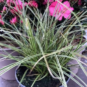 Carex brunnea Variegata