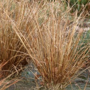 Carex buchananii Red Rooster