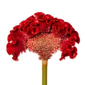 Celosia Act Diva (Red)