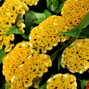 Celosia Act Inca (Yellow)