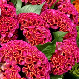 Celosia Act Rima (Rose)