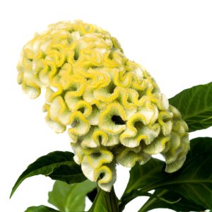 Celosia Act Vida (Lemon)